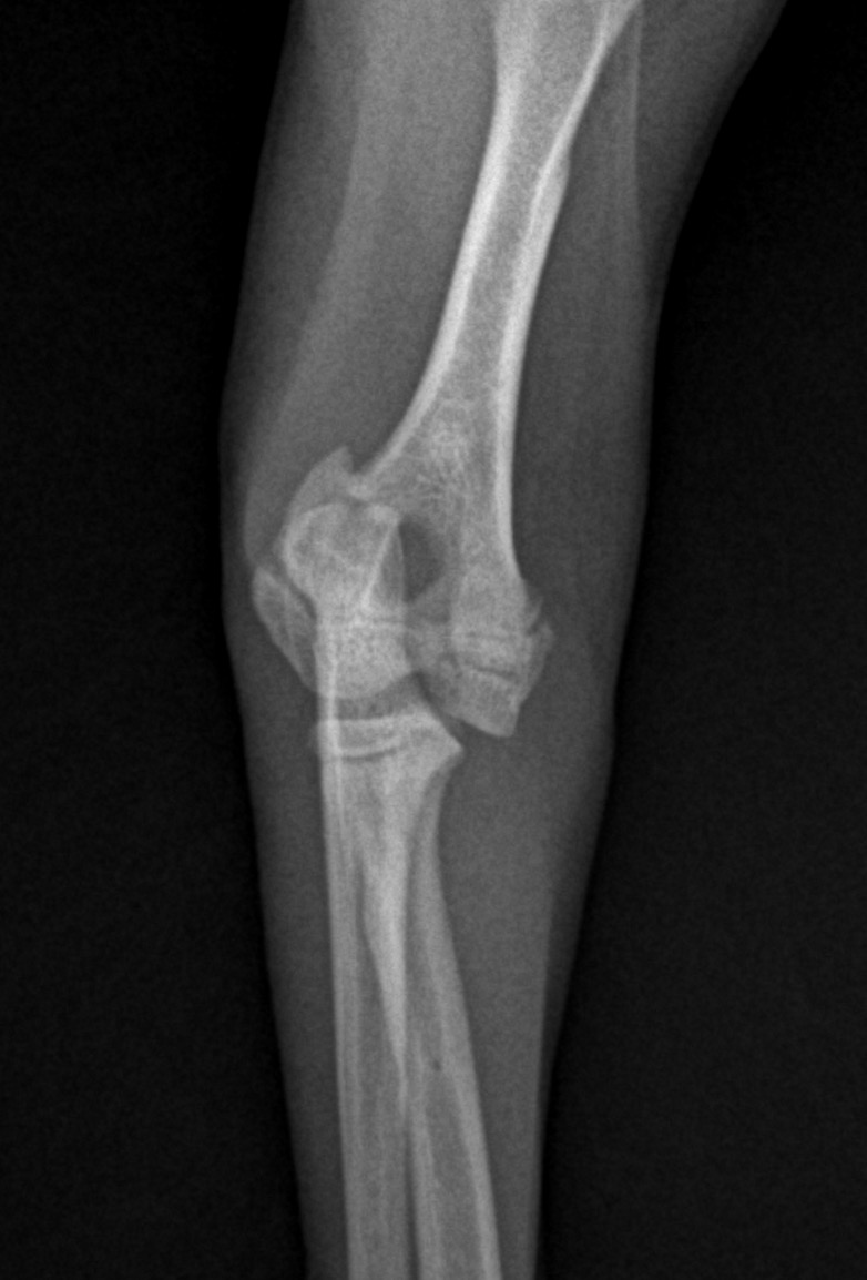 若齢犬の上腕骨外顆骨折 東京都町田市の二次診療動物病院 オールハート動物リファーラルセンター